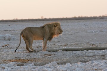 LION IN WILD SAVANNA , aNIMAL OF AFRICA