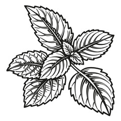 Black floral vector illustration shows a plant silhouette with a vintage leaf pattern