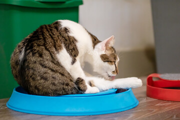 A fluffy cat is licking its paws while resting in a blue bowl