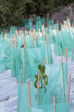 Newly planted plants protected by plastic shields and stakes
