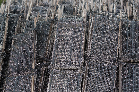 Pacific oyster growing racks