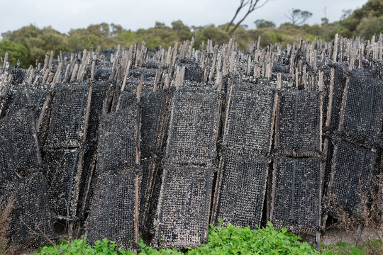 Pacific oyster growing racks