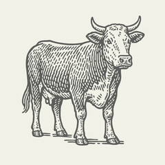 Cow Standing. Vintage detailed woodcut linocut engraving style vector illustration. 