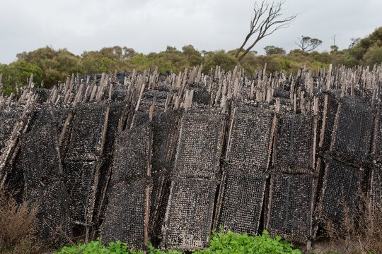 Pacific oyster growing racks