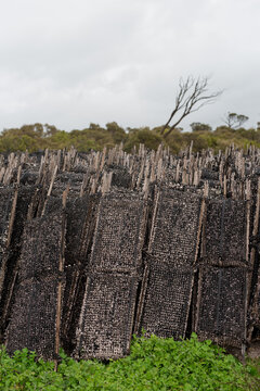 growing racks for Pacific oysters