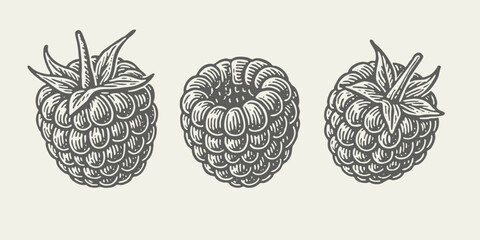 Set of Raspberries. Vintage detailed woodcut linocut engraving style vector illustration.  © RetroVector
