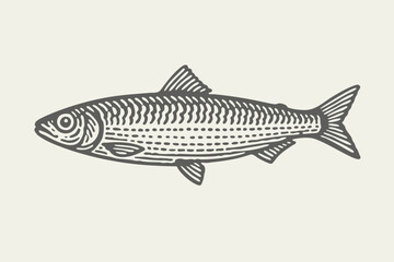 Sardine side view. Vintage woodcut engraving style vector illustration. 