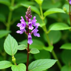 Individual penstemon plant with vibrant purple blooms amidst leafy surroundings, wildflower, herbaceous