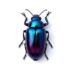 beetle isolated on white background