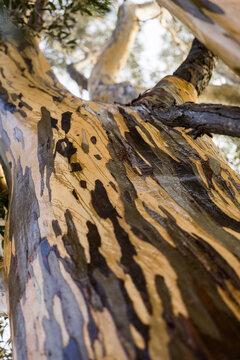 tree with colourful bark patterns