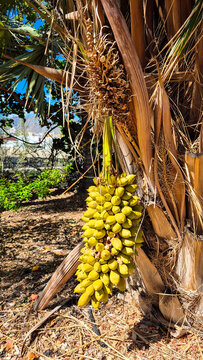 Bunch of ripe dates hanging from a palm tree in tenerife, spain, Attalea cf phalerata, Botanical Garden Puerto de la Cruz 