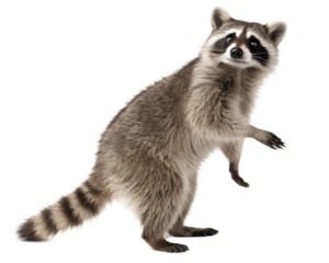 A raccoon standing upright isolated on a transparent background