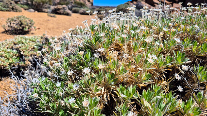 flora of Tenerife, plant growing in volcanic landscape of teide national park, tenerife, canary islands, spain