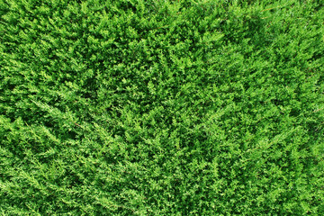 Lush Green Foliage Texture from Above
