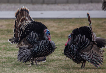 Wild turkey face off 