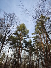 spring trees against the sky