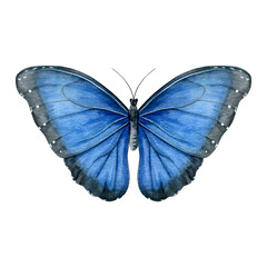 Watercolor of blue butterfly isolated on a white background. Good for postcards, invitations, greeting cards, wallpaper, textiles