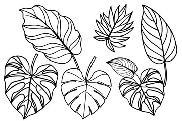 Philodendron Leaf Line Art Detailed Sketch for Botanical Art Prints 