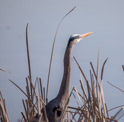 Great Blue Heron