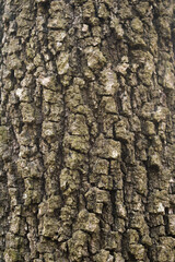 Close up of rough textured tree bark showing natural patterns