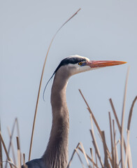 Great Blue Heron Closeup