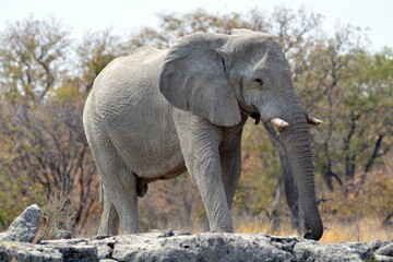Fototapeta premium Elephant in safari - Botswana - Africa