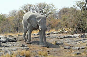 Obraz premium Elephant in safari - Botswana - Africa