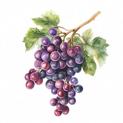 Fototapeta premium watercolor of Grapes isolated on white background generative ai