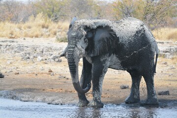 Elephant in safari - Botswana - Africa