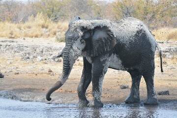 Elephant in safari - Botswana - Africa