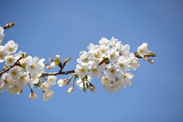 青空に桜