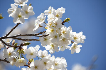青空に桜