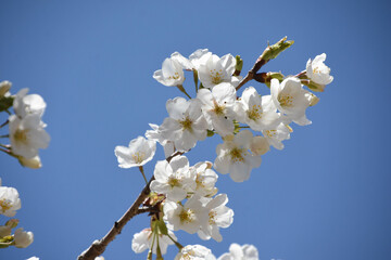 青空に桜