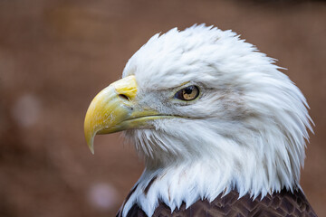 Bald Eagle head portrait up close
