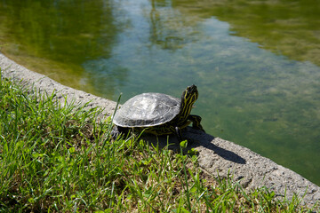 Obraz premium A small turtle sits on the grassy edge of a concrete bank next to a calm green pond under clear sunlight in a natural outdoor park environment during daytime.