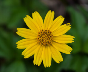 Yellow flower