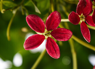 Red flower 