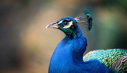 majestic peacock a close up portrait