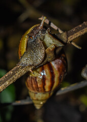 Snail 