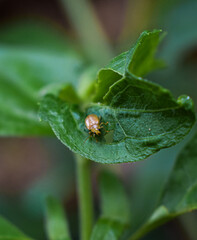 Bugs on leaves 