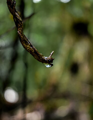 Water droplets in tree branch 