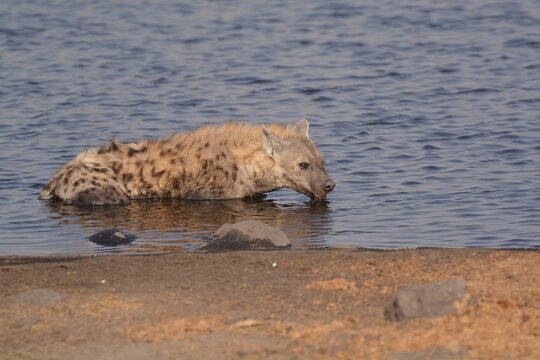 wild iena in safari - botswana Africa