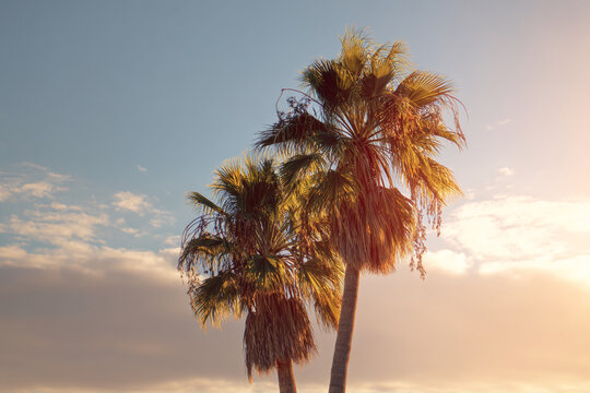 Two palm trees against a sunset sky, showcasing vibrant colors and tropical ambiance, representing warmth, relaxation, and summer vacation - Powered by Adobe