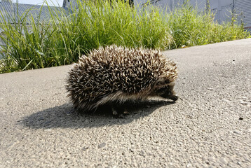 hedgehog running in the street in the countryside.