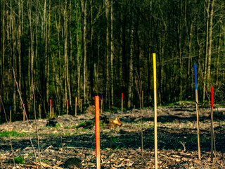 Wiederaufforstung im Mischwald durch Anpflanzen von jungen Pflanzentrieben an bunten Stöcken
