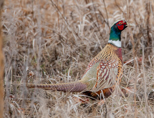 pheasant in the wild