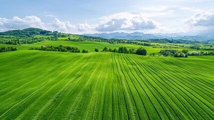 Fototapeta premium Aerial View of Lush Green Agricultural Fields and Rolling Hills Under a Sunny Sky