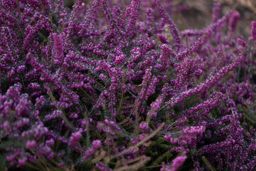 Vibrant Purple Blooming heather with dense purple flowers