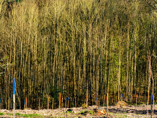 Wiederaufforstung im Mischwald durch Anpflanzen von jungen Pflanzentrieben an bunten Stöcken
