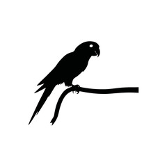 A black and white vector silhouette of a parrot with its head turned backward and tail pointing downward on a white background.